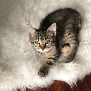 Meet your Posher, Meg